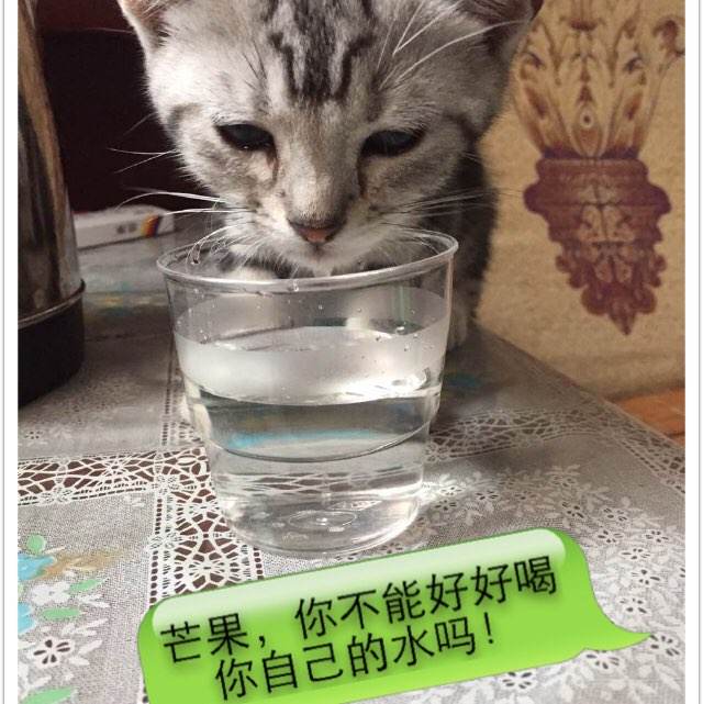 商业银行转账回执单模板/图片